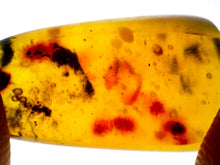 Load image into Gallery viewer, Dinosaur age Burmite Fossil AMBER with 8 Winged Insects! TESTED FOR AUTHENTICITY!!
