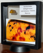 Load image into Gallery viewer, Dinosaur age Burmite Fossil AMBER with 8 Winged Insects! TESTED FOR AUTHENTICITY!!

