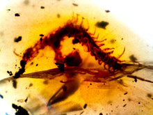 Load image into Gallery viewer, Dinosaur age Burmite Fossil AMBER with rare ENOURMOUS 2 CM CENTIPEDE! TESTED FOR AUTHENTICITY!!
