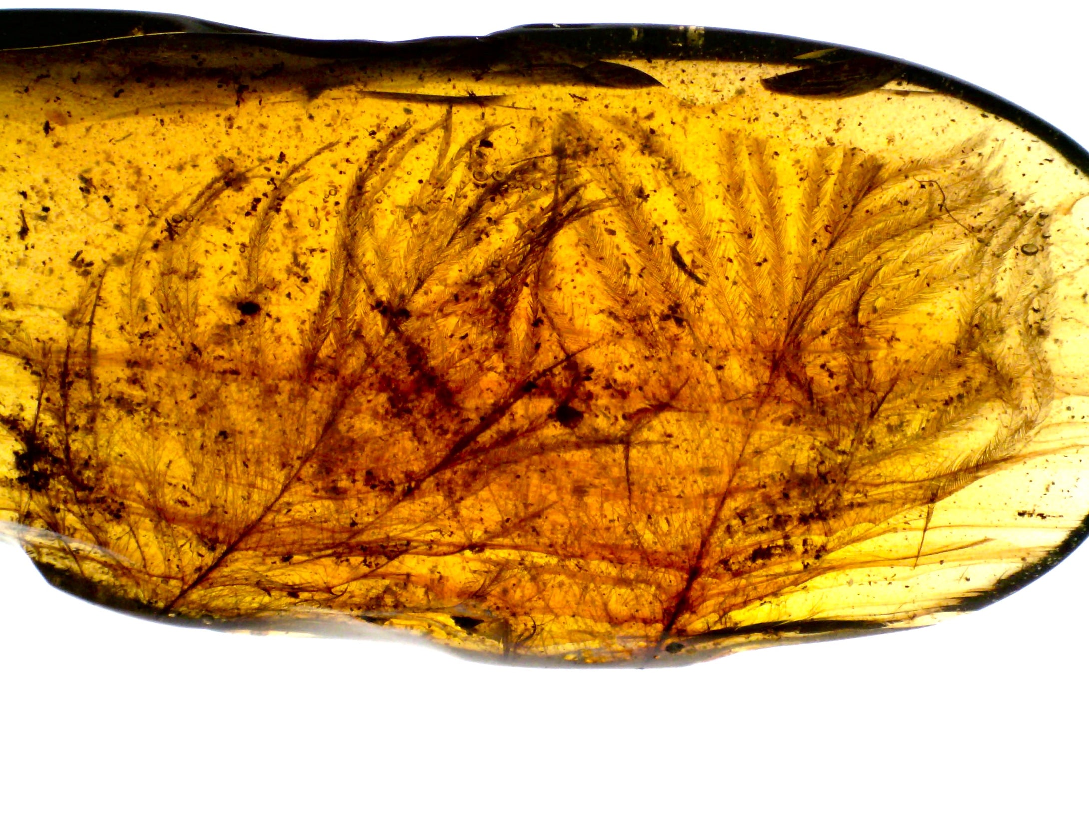 Dinosaur age Burmite Fossil AMBER with 2 HUGE PRISTINE SUPER RARE FEATHERS 9 mm! TESTED FOR AUTHENTICITY!!