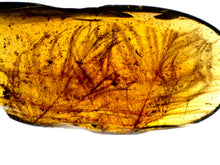 Load image into Gallery viewer, Dinosaur age Burmite Fossil AMBER with 2 HUGE PRISTINE SUPER RARE FEATHERS 9 mm! TESTED FOR AUTHENTICITY!!
