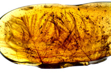 Load image into Gallery viewer, Dinosaur age Burmite Fossil AMBER with 2 HUGE PRISTINE SUPER RARE FEATHERS 9 mm! TESTED FOR AUTHENTICITY!!
