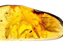 Load image into Gallery viewer, GEM Dinosaur age Burmite Fossil AMBER with 5 HUGE PRISTINE SUPER RARE FEATHERS 9 mm! TESTED FOR AUTHENTICITY!!
