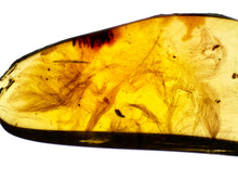 Load image into Gallery viewer, GEM Dinosaur age Burmite Fossil AMBER with 5 HUGE PRISTINE SUPER RARE FEATHERS 9 mm! TESTED FOR AUTHENTICITY!!
