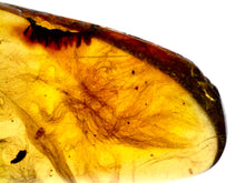 Load image into Gallery viewer, GEM Dinosaur age Burmite Fossil AMBER with 5 HUGE PRISTINE SUPER RARE FEATHERS 9 mm! TESTED FOR AUTHENTICITY!!
