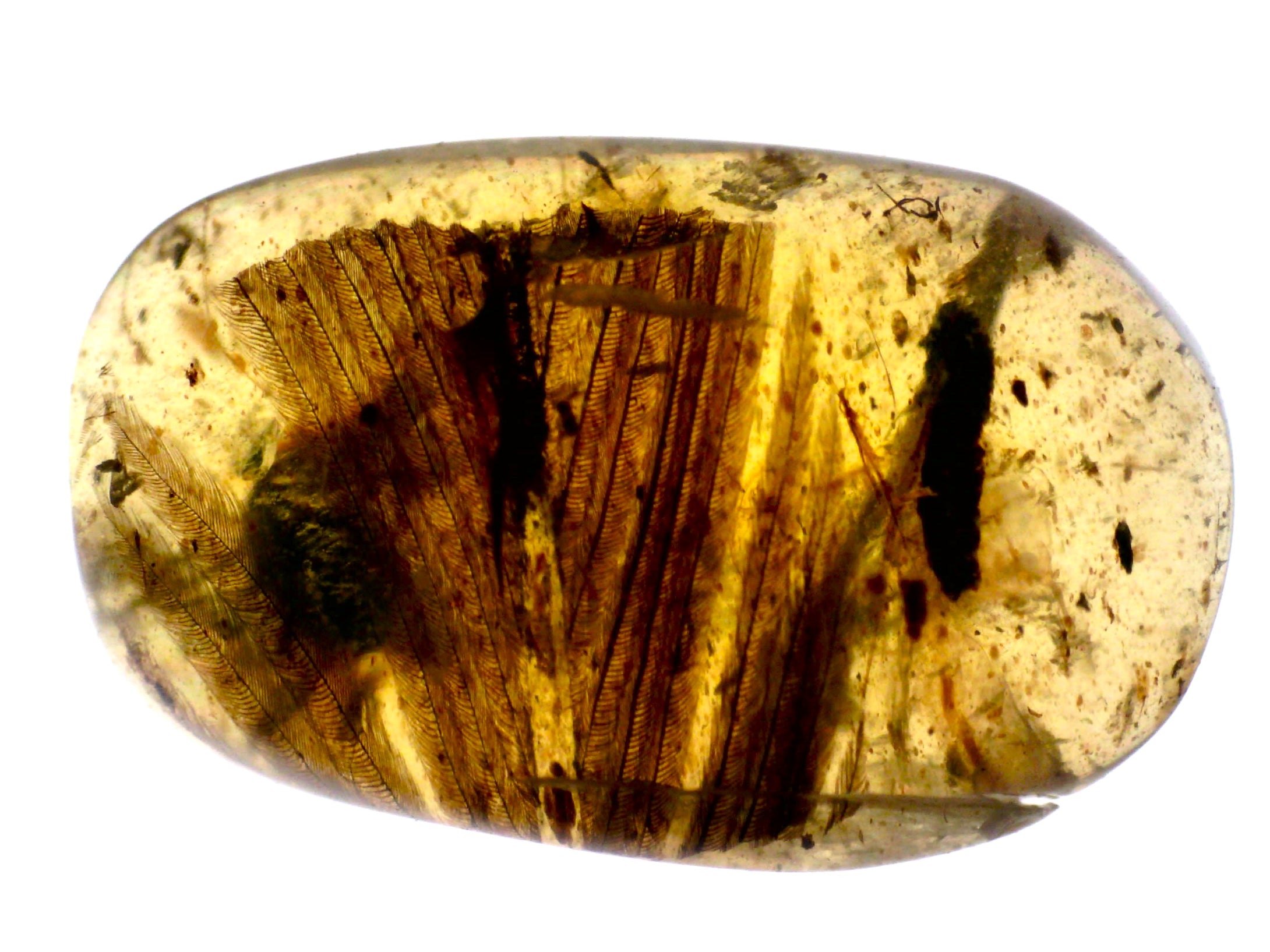 Dinosaur age Burmite Fossil AMBER with SUPER RARE FEATHER! 4.5 MM! TESTED FOR AUTHENTICITY!!