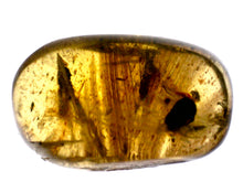 Load image into Gallery viewer, Dinosaur age Burmite Fossil AMBER with SUPER RARE FEATHER! 4.5 MM! TESTED FOR AUTHENTICITY!!
