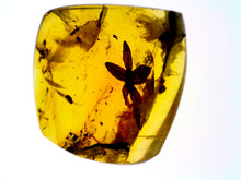 Load image into Gallery viewer, GEM QUALITY Dinosaur age Burmite AMBER with a Rare Five Petal FLOWER! TESTED FOR AUTHENTICITY!!
