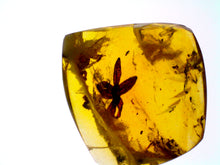 Load image into Gallery viewer, GEM QUALITY Dinosaur age Burmite AMBER with a Rare Five Petal FLOWER! TESTED FOR AUTHENTICITY!!
