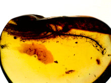 Load image into Gallery viewer, GEM QUALITY Dinosaur age Burmite AMBER with a Rare Algal &quot;Flower&quot; ELECTROPHYCUS! TESTED FOR AUTHENTICITY!!
