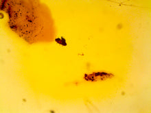 Load image into Gallery viewer, GEM QUALITY Dinosaur age Burmite AMBER with a Rare Algal &quot;Flower&quot; ELECTROPHYCUS! TESTED FOR AUTHENTICITY!!
