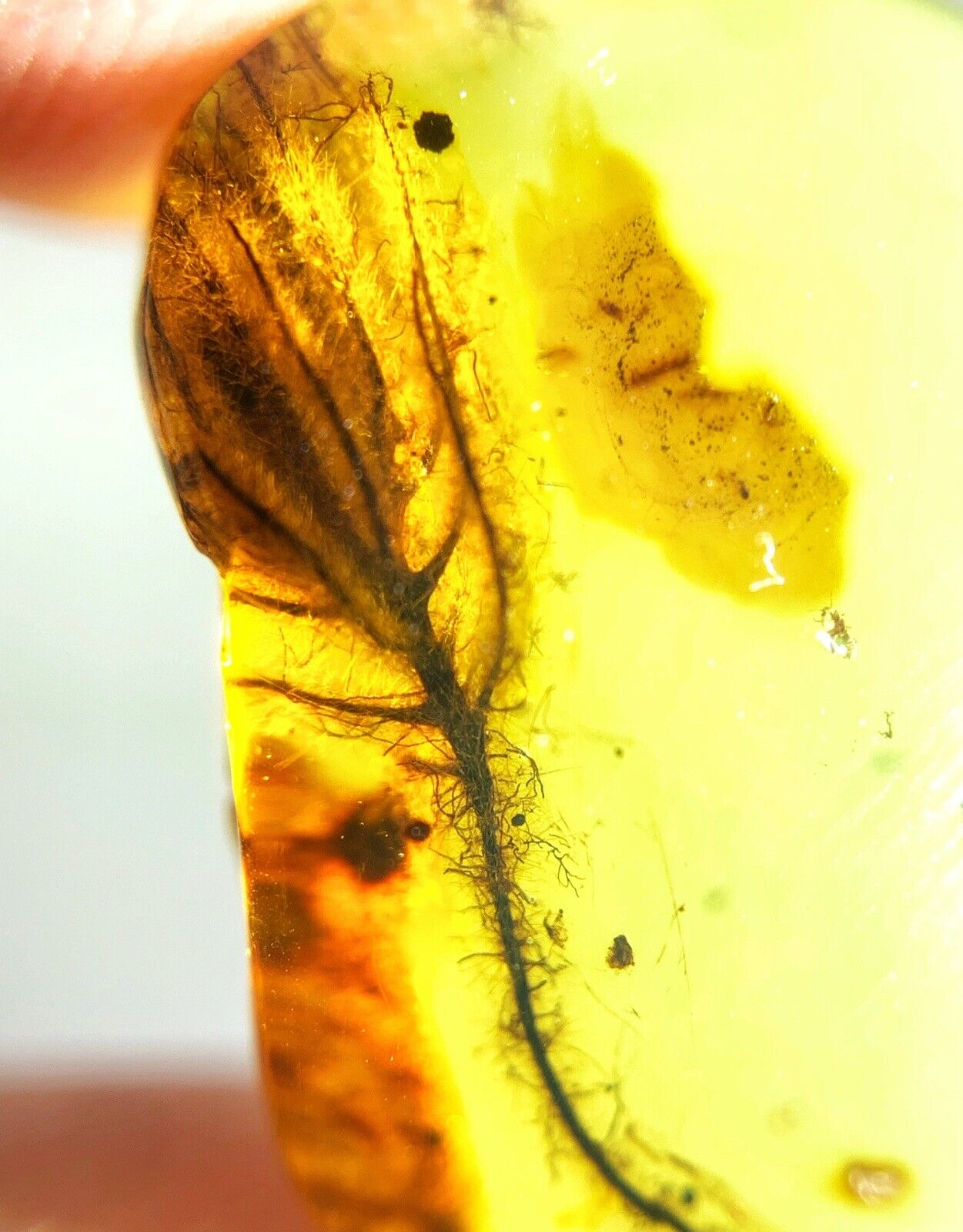 GEM QUALITY Dinosaur age Burmite AMBER with a Rare Algal 