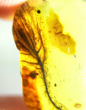 Load image into Gallery viewer, GEM QUALITY Dinosaur age Burmite AMBER with a Rare Algal &quot;Flower&quot; ELECTROPHYCUS! TESTED FOR AUTHENTICITY!!
