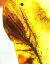 Load image into Gallery viewer, GEM QUALITY Dinosaur age Burmite AMBER with a Rare Algal &quot;Flower&quot; ELECTROPHYCUS! TESTED FOR AUTHENTICITY!!

