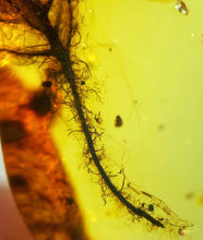 Load image into Gallery viewer, GEM QUALITY Dinosaur age Burmite AMBER with a Rare Algal &quot;Flower&quot; ELECTROPHYCUS! TESTED FOR AUTHENTICITY!!
