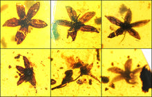 Load image into Gallery viewer, GEM QUALITY Dinosaur age Burmite AMBER with SIX!!! Rare Five Petal FLOWERS! PREHISTORIC BOUQUET!! TESTED FOR AUTHENTICITY!!
