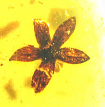 Load image into Gallery viewer, GEM QUALITY Dinosaur age Burmite AMBER with SIX!!! Rare Five Petal FLOWERS! PREHISTORIC BOUQUET!! TESTED FOR AUTHENTICITY!!
