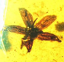 Load image into Gallery viewer, GEM QUALITY Dinosaur age Burmite AMBER with SIX!!! Rare Five Petal FLOWERS! PREHISTORIC BOUQUET!! TESTED FOR AUTHENTICITY!!
