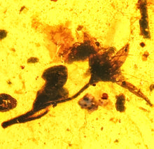Load image into Gallery viewer, GEM QUALITY Dinosaur age Burmite AMBER with SIX!!! Rare Five Petal FLOWERS! PREHISTORIC BOUQUET!! TESTED FOR AUTHENTICITY!!

