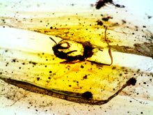Load image into Gallery viewer, Dinosaur age Burmite Fossil AMBER with rare HELL ANT! TESTED FOR AUTHENTICITY!!
