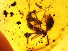 Load image into Gallery viewer, Dinosaur age Burmite Fossil AMBER with rare HELL ANT! TESTED FOR AUTHENTICITY!!
