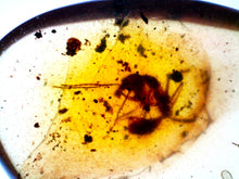 Load image into Gallery viewer, Dinosaur age Burmite Fossil AMBER with rare HELL ANT! TESTED FOR AUTHENTICITY!!
