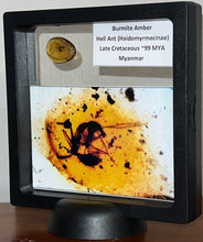 Load image into Gallery viewer, Dinosaur age Burmite Fossil AMBER with rare HELL ANT! TESTED FOR AUTHENTICITY!!
