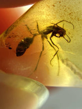 Load image into Gallery viewer, Dinosaur age Burmite Fossil AMBER with rare HELL ANT! TESTED FOR AUTHENTICITY!!
