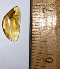 Load image into Gallery viewer, Dinosaur age Burmite Fossil AMBER with rare HELL ANT! TESTED FOR AUTHENTICITY!!
