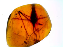 Load image into Gallery viewer, Dinosaur age Burmite Fossil AMBER with a SUPER RARE PREDATORY COCKROACH MANIPULATOR MODIFICAPUTIS! TESTED FOR AUTHENTICITY!!
