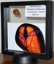 Load image into Gallery viewer, Dinosaur age Burmite Fossil AMBER with a SUPER RARE PREDATORY COCKROACH MANIPULATOR MODIFICAPUTIS! TESTED FOR AUTHENTICITY!!
