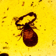 Load image into Gallery viewer, GEM Dinosaur age Burmite Fossil AMBER with rare pristine PSEUDOSCORPION FLY and MITE! TESTED FOR AUTHENTICITY!!
