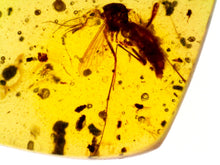 Load image into Gallery viewer, GEM Dinosaur age Burmite Fossil AMBER with rare pristine PSEUDOSCORPION FLY and MITE! TESTED FOR AUTHENTICITY!!
