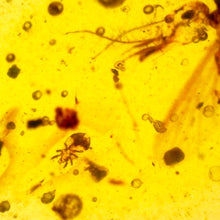 Load image into Gallery viewer, GEM Dinosaur age Burmite Fossil AMBER with rare pristine PSEUDOSCORPION FLY and MITE! TESTED FOR AUTHENTICITY!!
