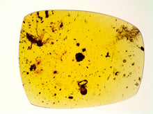 Load image into Gallery viewer, GEM Dinosaur age Burmite Fossil AMBER with rare pristine PSEUDOSCORPION FLY and MITE! TESTED FOR AUTHENTICITY!!
