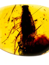 Load image into Gallery viewer, GEM Dinosaur age Burmite Fossil AMBER with a HUGE 10 mm COCKROACH! TESTED FOR AUTHENTICITY!!
