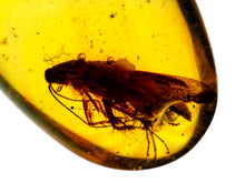 Load image into Gallery viewer, GEM Dinosaur age Burmite Fossil AMBER with a HUGE 7 mm COCKROACH! TESTED FOR AUTHENTICITY!!
