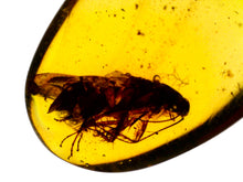 Load image into Gallery viewer, GEM Dinosaur age Burmite Fossil AMBER with a HUGE 7 mm COCKROACH! TESTED FOR AUTHENTICITY!!
