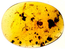 Load image into Gallery viewer, GEM QUALITY Dinosaur age Burmite AMBER with rare pristine PSEUDOSCORPION! TESTED FOR AUTHENTICITY!!
