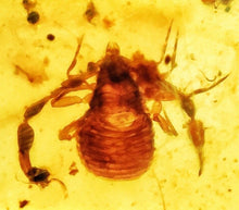 Load image into Gallery viewer, GEM QUALITY Dinosaur age Burmite AMBER with rare pristine PSEUDOSCORPION! TESTED FOR AUTHENTICITY!!
