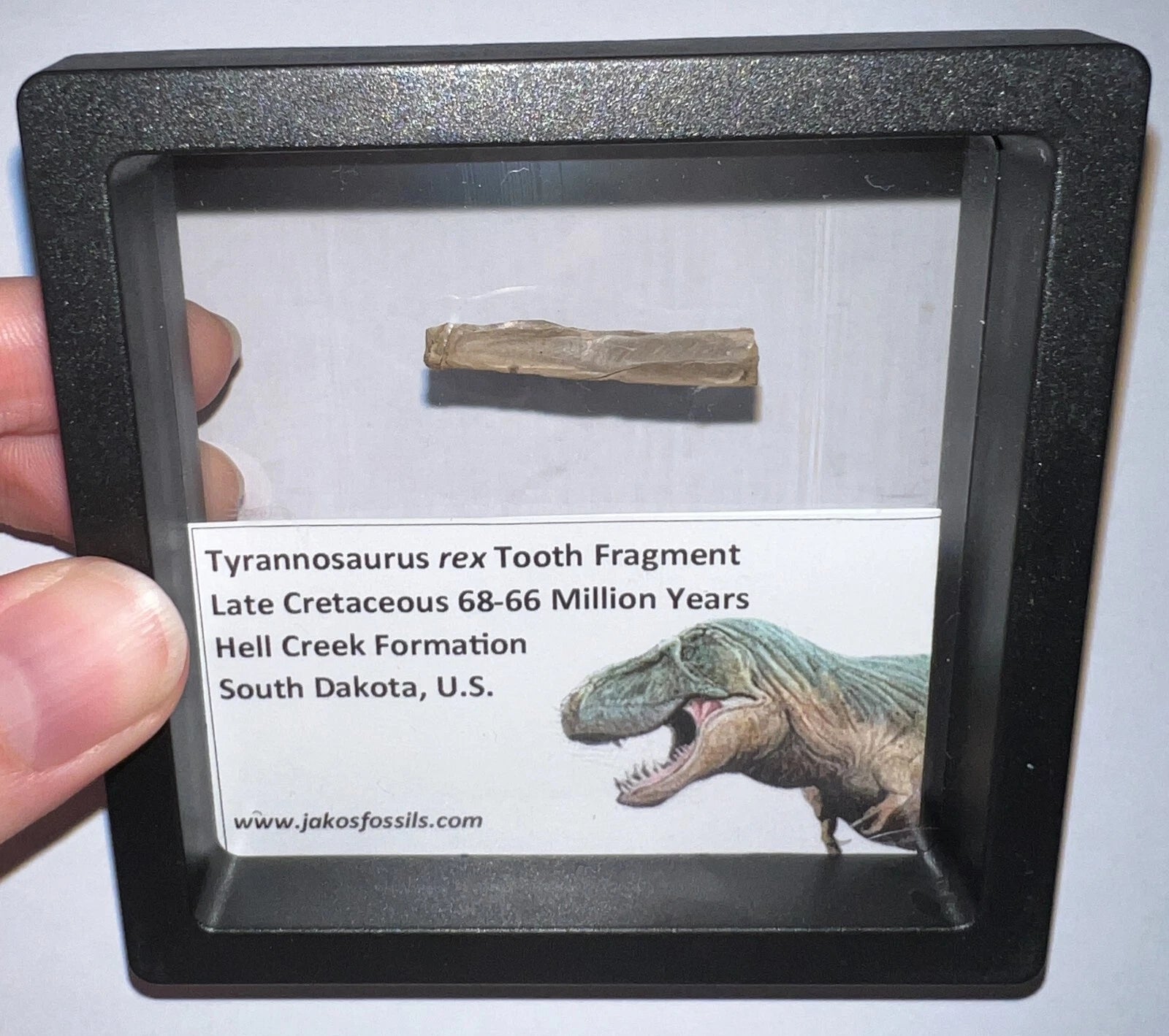 Framed Tyrannosaurus Rex Fossil Tooth Fragments One Per Order