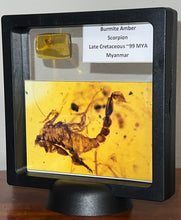 Load image into Gallery viewer, GEM Dinosaur age Burmite Fossil AMBER with a Rare SCORPION! TESTED FOR AUTHENTICITY!!
