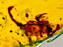 Load image into Gallery viewer, GEM Dinosaur age Burmite Fossil AMBER with a Rare HUGE 11 MM SCORPION! TESTED FOR AUTHENTICITY!!
