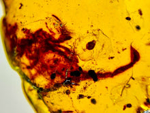Load image into Gallery viewer, GEM Dinosaur age Burmite Fossil AMBER with a Rare HUGE 11 MM SCORPION! TESTED FOR AUTHENTICITY!!
