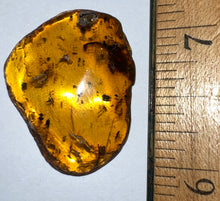 Load image into Gallery viewer, GEM Dinosaur age Burmite Fossil AMBER with a Rare HUGE 11 MM SCORPION! TESTED FOR AUTHENTICITY!!
