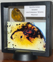 Load image into Gallery viewer, GEM Dinosaur age Burmite Fossil AMBER with a Rare HUGE 11 MM SCORPION! TESTED FOR AUTHENTICITY!!
