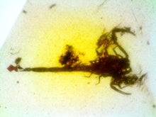 Load image into Gallery viewer, GEM Dinosaur age Burmite Fossil AMBER with a Rare PRISTINE HUGE 11 MM SCORPION! TESTED FOR AUTHENTICITY!!
