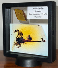 Load image into Gallery viewer, GEM Dinosaur age Burmite Fossil AMBER with a Rare PRISTINE HUGE 11 MM SCORPION! TESTED FOR AUTHENTICITY!!
