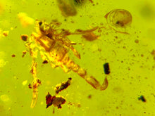Load image into Gallery viewer, GEM Dinosaur age Burmite Fossil AMBER with a Rare SCORPION! TESTED FOR AUTHENTICITY!!
