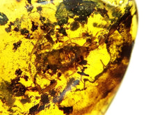Load image into Gallery viewer, Dinosaur age Burmite Fossil AMBER with a Rare LARGE 8 MM SCORPION! TESTED FOR AUTHENTICITY!!

